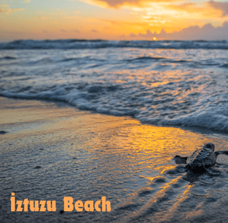 Caretta Caretta Turtle at İztuzu Beach