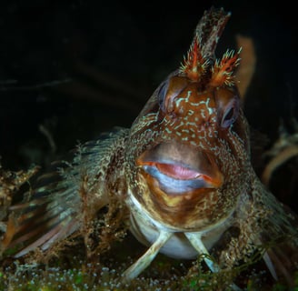 Poisson osseux - Blennie gattoruginne