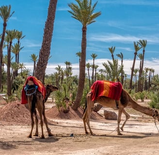 quad and camel tour