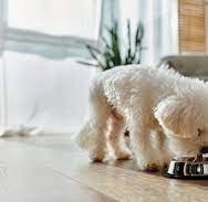 dog food for a finicky eater