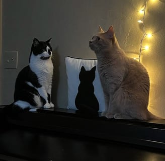 two cats sitting on a piano 