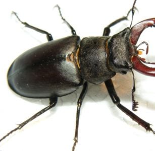 Giant Beetle