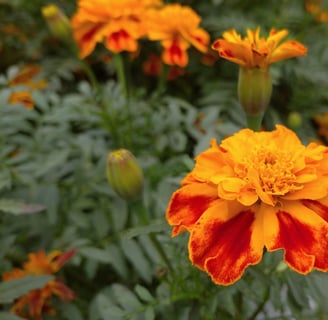 Tagetes Concrete :  Tagetes minuta L.   Family :  Asteraceae   Part Used : Flowers  CAS Number :  80