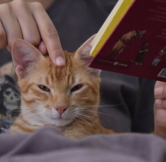 homem fazendo carinho em gato