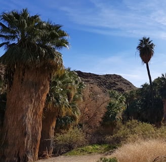 Palm Springs, CA - 25 miles of trails in Thousand Palms Oasis