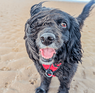 Scout, looking happy and wind swept on the beach during a dog walk in Edinburgh