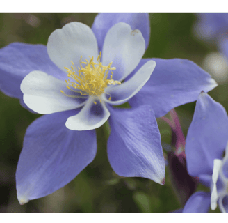 Aquilegia vulgaris with delicate, nodding purple and blue flowers featuring spurred petals.
