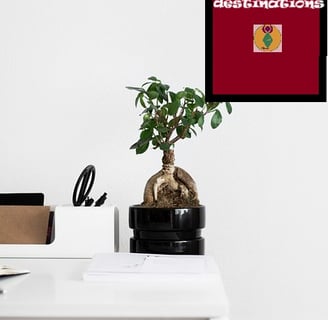 pot de plante sur table bnache