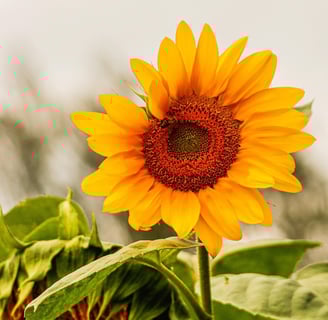 a sunflower with a bee on it