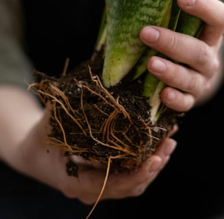 Snake plant roots