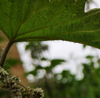 Underside of a nettle leaf showing the hook hairs