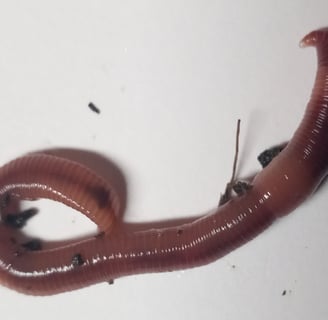 blog Redworms ( Eisenia fetida)
