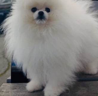 Pomeranian de calidad en México