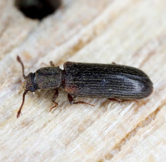 insecte lyctus pris sur un bois