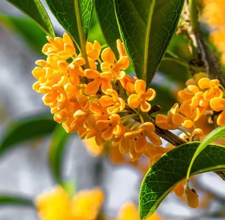 Osmanthus flowers, the inspiration of my creation: earrings.