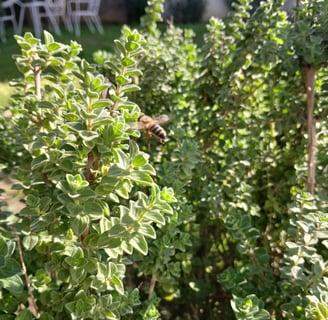a bee on an Organic Greek oregano plant