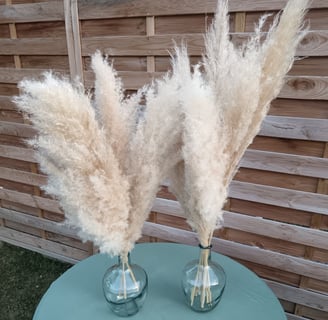 tiges de pampas