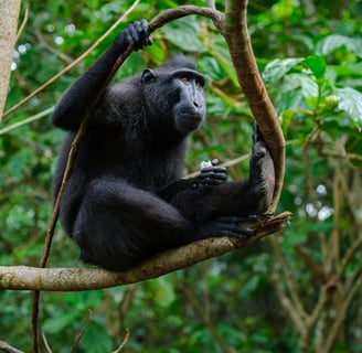 Bogani Explorer