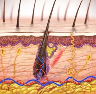 ilustracao medica de uma corte anatomico na pele 