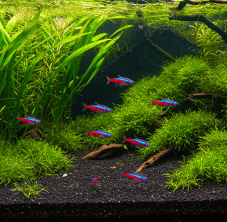 Ficha Tetra Cardenal