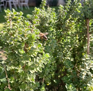 a bee on Organic Greek oregano plant