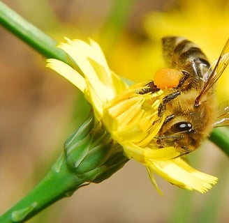 Common Cat's-Ear Pollen Honeybee