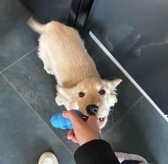 Chiot golden retriever croisé cocker