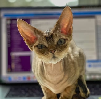 Lyubov sitting on top of a laptop computer