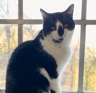 a black and white cat sitting on a window sill