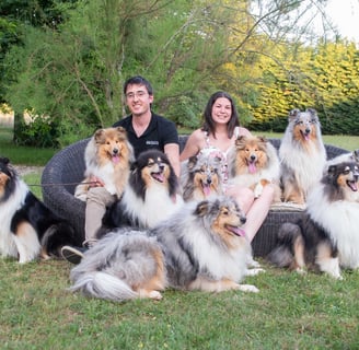 Little Hollywod collies