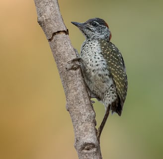 Littele Grey Woodpecker