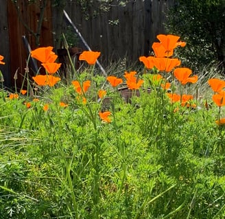 green California poppies with their orange flowers glowing in the sun