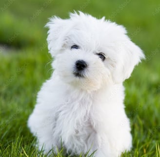 White MalShi Puppy near me 