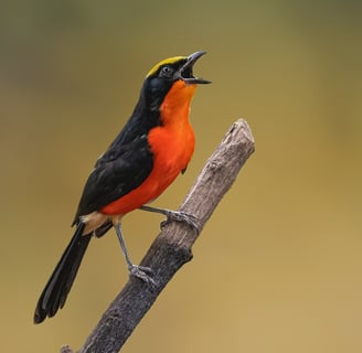 Foto van een Yellow-crowned Gonolek, een kleurrijke vogel met een opvallende gele kruin en een zwart