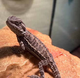 Struggling Bearded Dragon 