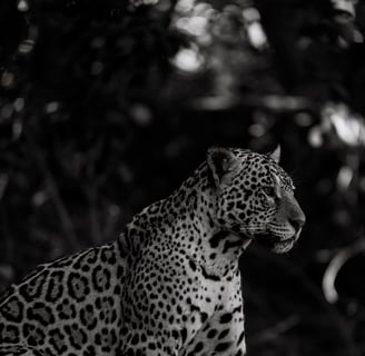 a leopard standing on a log log in the woods