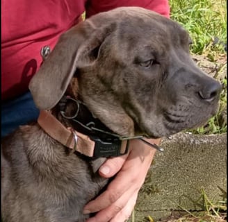 Cane Corso Blue Brindle