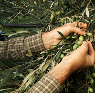 Hands gently hand-picking fresh green olives from an olive tree