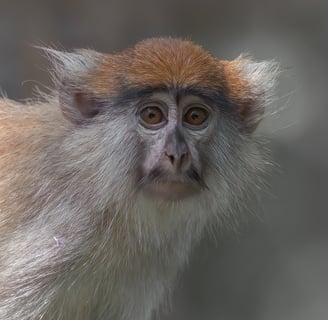 Foto van een Patas Monkey, een slanke aap met een lange staart en een kenmerkende witte baard, vaak 