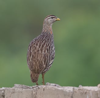 Foto van een Double-spurred Francolin, een bodembewonende vogel met een bruine verenkleed en kenmerk