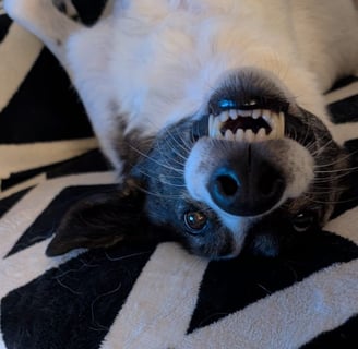 Hund liegt auf dem Rücken und grinst