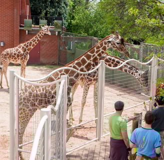 Denver Zoo giraffes