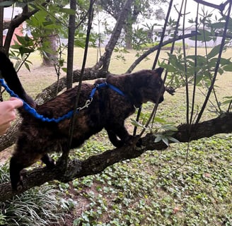 a tortoiseshell cat climbing a tree