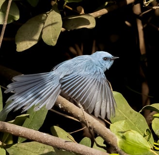 Foto van een African Blue Flycatcher, een kleine, sierlijke vogel met een opvallend blauw verenkleed