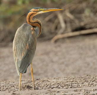 Foto van een Purple Heron, een sierlijke reiger met een kenmerkende paarse en bruine verenkleed, vaa