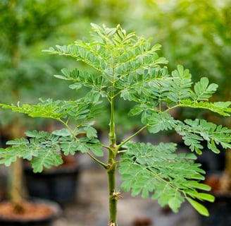 Moringa branch