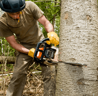 chainsaw cutting tree