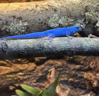 Royal Blue Lineage Male – Deep Sapphire with Bold Yellow Belly