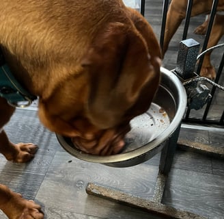 Ember licking her bowl clean after enjoying the Edgard Cooper Chicken & Turkey Tray