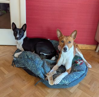 dog walking, dog sitting, vétérinaire, toiletteur, bruxelles